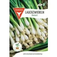 FRANKONIA Gemüsesamen Lauchzwiebel, Damast - Saatgut Samen, Allium fistulosum