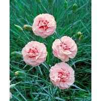 Pflanzen für Dich Staude Dianthus plumarius Doris, 1 St., Pfingst-Nelke, Federnelke