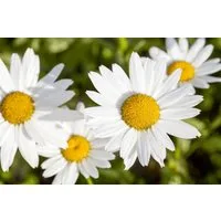 Pflanzen für Dich Staude Leucanthemum vulgare, 1 St., Margerite, Wiesen-Margerite, Gemeine Margerite