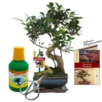 Exotenherz Zimmerpflanze Geschenkset Bonsai Ficus Chinesischer Feigenbaum ca. 6 Jahre alt