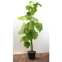 Pflanzen für Dich Baum Paulownia tomentosa, 1 St., Blauglockenbaum, Kaiserbaum, Kaiser-Paulownie, schnellwachsend, violettblühend