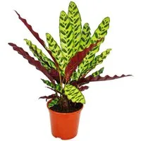 Exotenherz Zimmerpflanze Schattenpflanze Calathea lancifolia 14cm Topf ca. 50cm hoch