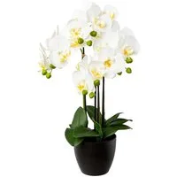Kunstorchidee Phalaenopsis im Resintopf Orchidee Phalaenopsis, Creativ green, Höhe 55 cm, mit Real-Touch-Blüten