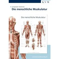 Poster Anatomie Lernposter. Die menschliche Muskulatur