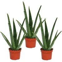 Exotenherz Sukkulente 3er Set - Aloe vera - ca. 2 Jahre alt - 10,5cm Topf