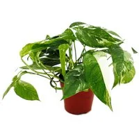 Exotenherz Zimmerpflanze Weiß-bunte Efeutute Epipremnum variegata Scindapsus 12cm Topf