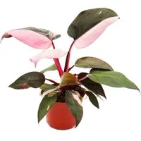 Exotenherz Zimmerpflanze Philodendron Pink Princess - pink-schwarzer Baumfreund - 12cm Topf