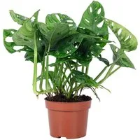 Flowerbox Zimmerpflanze Fensterblatt - Monstera 'Monkey', pflegeleicht - Höhe ca. 25 cm,Topf-Ø 12 cm