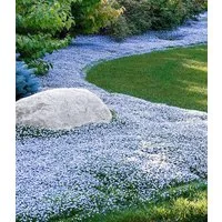 BALDUR Garten Bodendecker Isotoma Blue Foot®, 6 St., Schnellwachsend, winterhart, mehrjährig, pflegeleicht