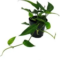 Exotenherz Zimmerpflanze Epipremnum pinnatum "Cebu Blue" - blaugrüne Efeutute - 12cm Topf