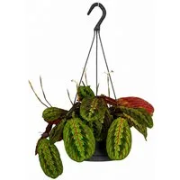 Exotenherz Zimmerpflanze Maranta leuconeura 'Fascinator' Schattenpflanze 17cm Ampeltopf