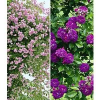 BALDUR Garten Rose Rambler-Rosen-Kollektion blau und rosa, 2 St., Schnellwachsend, winterhart, duftend, pflegeleicht