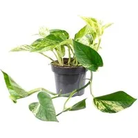 Flowerbox Zimmerpflanze Efeutute - Epipremnum aureum, - Höhe ca. 15 cm, Topf-Ø 12 cm