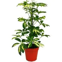 Exotenherz Zimmerpflanze Strahlenaralie Schefflera weiss-grünlaubig 12cm Topf ca. 40-45cm hoch