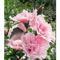 BALDUR Garten Zierstrauch Gefüllter Hibiskus 'Chiffon®' pink, 1 St., Riesenhibiskus, gefüllte Blüten, winterhart, mehrjährig