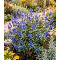 BALDUR Garten Zierstrauch Bartblume 'Blauer Spatz®', 1 St., Bartblumenstrauch, winterhart, mehrjährig, reichblühend
