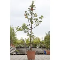 Pflanzen für Dich Obstpflanze Malus 'Idared', 1 St., Idared-Apfel, Apfelbaum, rote Äpfel, lagerfähig