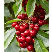 BALDUR Garten Obstpflanze Säulen-Süßkirsche 'Sylvia®', 1 St., Säulenkirschen, winterhart, mehrjährig, pflegeleicht, robust
