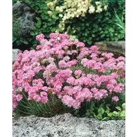 Pflanzen für Dich Staude Armeria juniperifolia, 1 St., Grasnelke, Grasblättrige Grasnelke