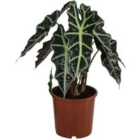 Dehner Zimmerpflanze Pfeilblatt Polly, Alocasia amazonica, tropische Schönheit, pfeilförmige Blätter, auffällig