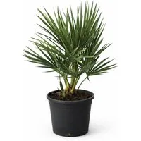 Exotenherz Topfpflanze Chamaerops humilis - Winterharte Zwergpalme - 18cm Topf - ca. 40cm