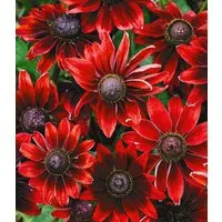 BALDUR Garten Staude Rudbeckia 'Cherry Brandy', 3 St., Sonnenhut,winterhart, monatelange Blüte