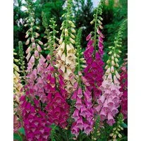 Pflanzen für Dich Staude Digitalis purpurea Foxy, 1 St., Roter Fingerhut, Fingerhut