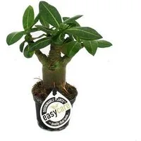 Exotenherz Zimmerpflanze Mini-Wüstenrose, Adenium obesum, Überraschungsfarbe