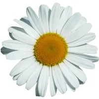 Hermann Schütz Aufkleber Aufkleber Margeritenblüte 300 x 300 mm
