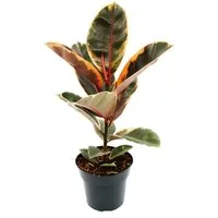 Exotenherz Zimmerpflanze Rotbunter Gummibaum - Ficus elastica "Belize" - 17cm Topf