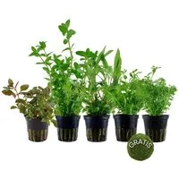 Aquaone Wasserpflanze Pflanzen Set mit 5 Anti Algen Wasserpflanzen + Mooskugel Gratis Nr.110
