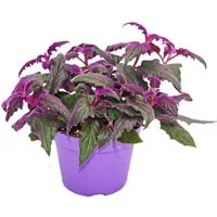 Exotenherz Zimmerpflanze Gynura Purple Passion Samtblatt Samtnessel lilafarbene Pflanze 12cm
