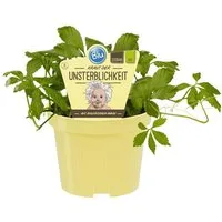 Exotenherz Gewürzkraut Kraut der Unsterblichkeit Gynostemma pentaphyllum Kräuterpflanze 12cm