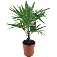 meinvipshop Topfpflanze Trachycarpus fortunei Tessinerpalme 55 cm
