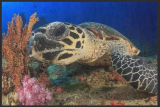 Fussmatte Schildkröte 6325 | Größe: 60 cm x 45 cm
