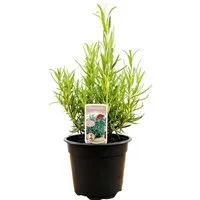 Pflanzen für Dich Staude Rosmarinus officinalis, 1 St., Rosmarin