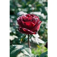 Pflanzen für Dich Rose Rosa Barkarole