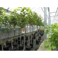 gruenwaren jakubik Obstpflanze Kaki Baum 160-180 cm Sorte "Rojo Brilliante" Kakipflaume Pflanze