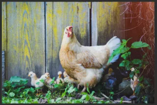 Fussmatte Huhn 6113 | Größe: 60 cm x 45 cm