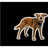 Ruffwear Hunde-Geschirr Front Range Flex Harness
