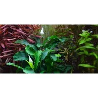 Aquaone Wasserpflanze Aquarium Pflanze Bucephalandra pygmaea 'Bukit Kelam' Nr.139