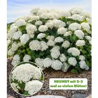 BALDUR Garten Zierstrauch Freiland-Hortensie 'FlowerWOW®', 1 St., Ballhortensie, lange Blütezeit, winterhart, mehrjährig