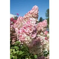 Pflanzen für Dich Gehölze Hydrangea pan. Sundae Fraise, 1 St., Rispenhortensie