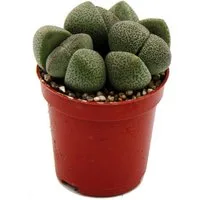 Exotenherz Kaktus Pleiospilos nelii - Lebender Stein - Lebender Granit - im 5,5cm Topf