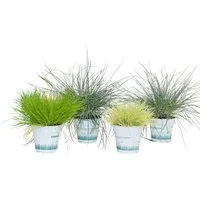 Dehner Staude Ziergras, 4er Set, je ca. 10-30 cm, Ø Topf 11 cm, mehrjährige, horstartig wachsende Gräser