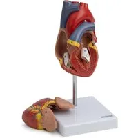 Cranstein Scientific Dekoobjekt Herz Anatomie Modell lebensgroß nummeriert Herzwand geöffnet auf Stati