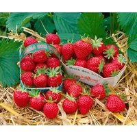 Pflanzen für Dich Obstpflanze Fragaria Mara des Bois, 1 St., Erdbeere, Gartenerdbeere, aromatisch, remontierend