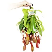 Exotenherz Zimmerpflanze Fleischfressende Pflanze - Nepenthes alata 14cm Ampeltopf