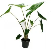 Exotenherz Zimmerpflanze Alocasia zebrina - Tiger-Pfeilblatt - 14cm Topf - 35-45cm hoch