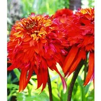 BALDUR Garten Staude Duft-Echinacea 'Hot Papaya', 1 St., Sonnenhut, winterhart, monatelange Blüte
